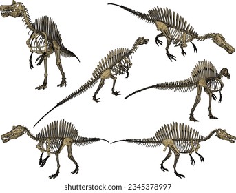 Vector sketch illustration of the skeletal structure of a prehistoric carnivorous dinosaur fossil