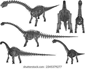 Vector sketch illustration of the skeletal structure of a prehistoric brontosaurus dinosaur fossil