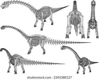 Vector sketch illustration of the skeletal structure of a prehistoric brontosaurus dinosaur fossil