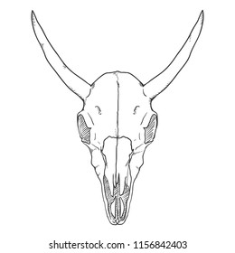 Vector Sketch Illustration - Skull of Cow. Front View.