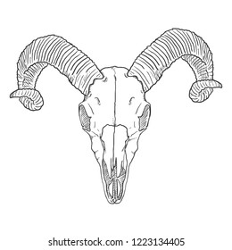 Vector Sketch Illustration - Skull of Ram. Front View.