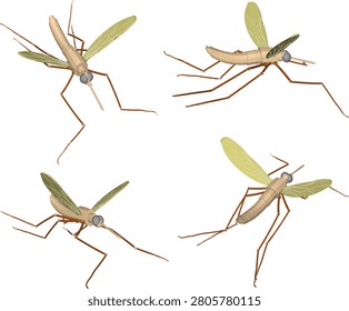 vector sketch illustration of small insect animal design of mosquito with antennae for sucking blood