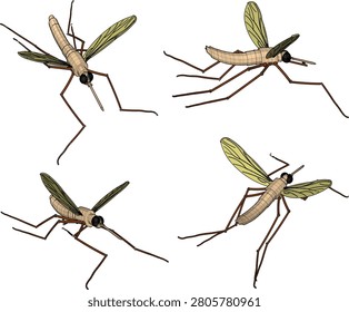 vector sketch illustration of small insect animal design of mosquito with antennae for sucking blood