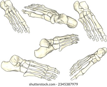 Vector sketch illustration of sole bone props for school education
