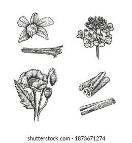 Vector sketch illustration of spices. Hand drawn kitchen herbs: poppy seed, mustard, vanilla, cinnamon
