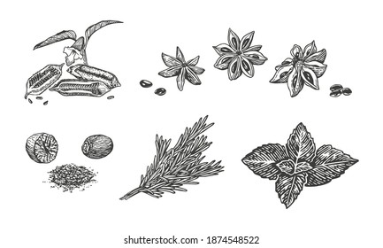 Vector sketch illustration of spices. Hand drawn kitchen herbs: basil, rosemary, nutmeg, star anise, sesame