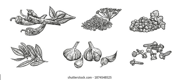 Vector sketch illustration of spices. Hand drawn kitchen herbs: chili, fennel, coriander, bay leaf, garlic, clove