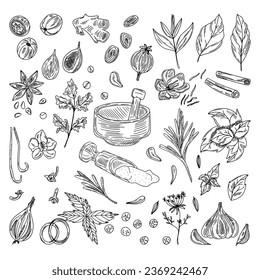 Vector sketch illustration of spices and herbs. Ginger, cinnamon, vanilla, anise, basil, rosemary, turmeric. Use to create menus, packaging, patterns, prints.