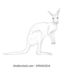 Vector Sketch Illustration of Standing Kangaroo