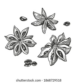 Vector sketch illustration of star anise. Hand drawn kitchen herb