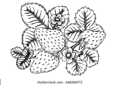 Vector sketch illustration with strawberry by hand drawing on white backgrounds.