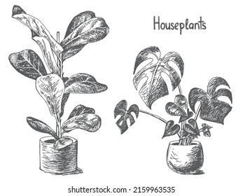 Vector sketch illustration of two houseplants, fiddle fig and monstera.