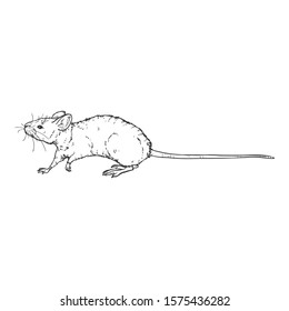 Vector Sketch Illustration - Walking Mouse
