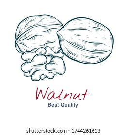 Vector sketch illustration of walnut, in shell and without. drawing isolated on white. Engraved style. natural business. Vintage, retro  object for menu, label, recipe, product packaging