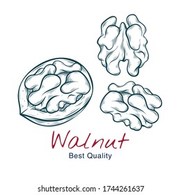 Vector sketch illustration of walnut, in shell and without. drawing isolated on white. Engraved style. natural business. Vintage, retro  object for menu, label, recipe, product packaging