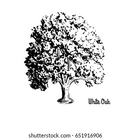 Vector sketch illustration of White Oak. Black silhouette isolated on white background. Official state tree of Connecticut, Illinois, Maryland.