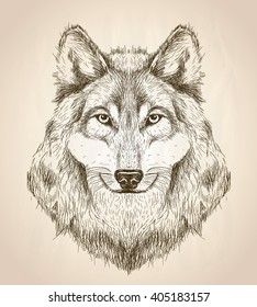 Vector sketch illustration of a wolf head front view, black and white vector wildlife design.