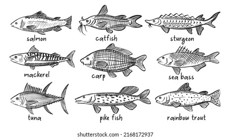 Vector sketch illustrations of various sea fish. Salmon, mackerel, tuna, catfish, carp, pike, trout outline sihouettes. Black engraving. Hand drawn underwater life graphic
