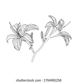 Vektorillustration-Skizze mit dem Bild von Gartenlililie Blumen auf weißem Hintergrund. lineare Zeichnung.