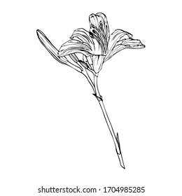 vector sketch with the image of garden lilies flowers on a white background. linear drawing.