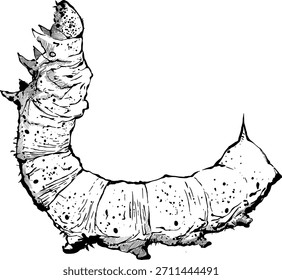 Bosquejo de Vector de un insecto, ilustración en blanco y negro