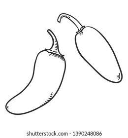 Vector Sketch Jalapeno Pepper on Isolated White Background