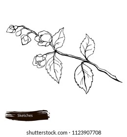 Vector Sketch of Jasmine Flower. Aromatherapy series. Great for traditional medicine, perfume design, cooking or gardening.