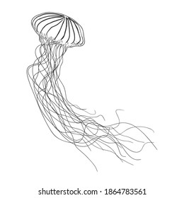 10,148 Jellyfish Sketch Images, Stock Photos & Vectors 