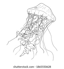 Vector Sketch Jellyfish on White Background