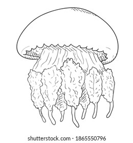 Vector Sketch Jellyfish on White Background