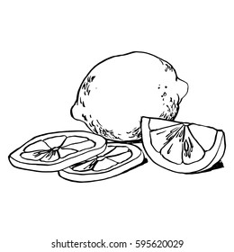 Vector sketch with a juicy lemon on a white background.