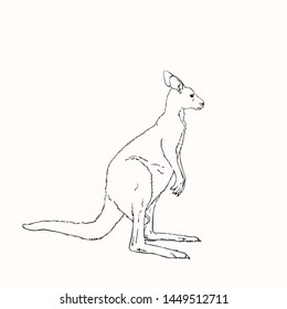 Vector sketch of kangaroo isolated on white, Hand drawn linear illustration