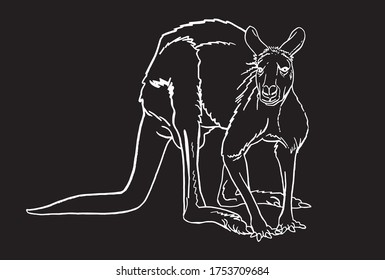 Vector sketch of kangaroo isolated on black background, lined drawing