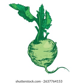 Vector sketch of kohlrabi head on white background. Botanical illustration of cabbage. German turnip head and leaves in botanical ink drawing technique. Vegetable in vintage colored engraving style