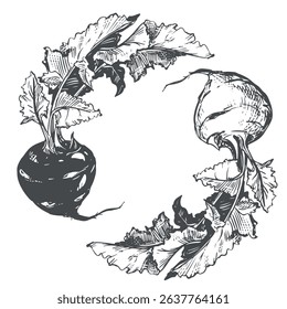 Vector sketch of kohlrabi on white background. Botanical illustration of cabbage. Two heads and leaves of German turnip in botanical ink drawing technique. Healthy vegetable in vintage engraving style