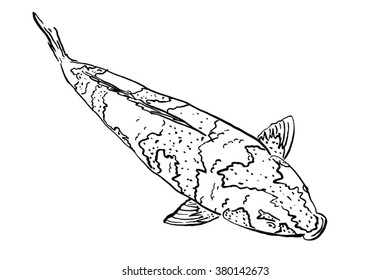 vector sketch of Koi fish