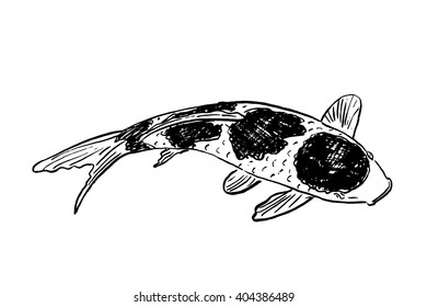 vector sketch of Koi fish