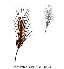 vector sketch of Kolos bread picture .wheat rye. the circuit is isolated.