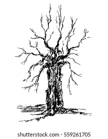 Vector sketch krona and trunk of a tree without leaves isolated white background.