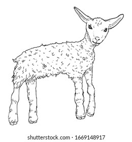 Ilustración de cordero de esbozo vectorial. Oveja bebé
