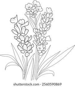 Vector sketch of Lavender flowers. Vector illustration of a Beautiful calla flower with a bouquet of Lavender flowers and leaves. vintage floral vector illustration, detailed flower coloring pages