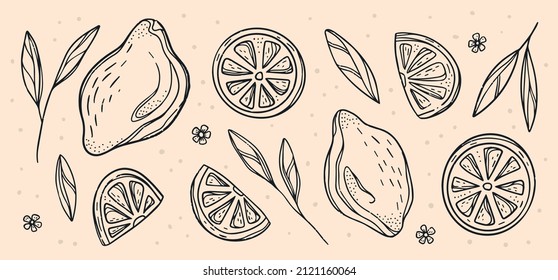 Vector Sketch of Lemon decorative set. Hand Drawn Botanical Illustrations. Black and white with line art isolated on white backgrounds. Fruits drawings. For web, print, product design.