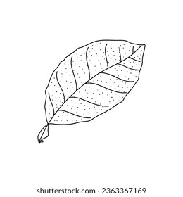 Vector Sketch Lemon leaves. Hand Drawn Botanical Illustrations. Black and white with line art isolated on white backgrounds
