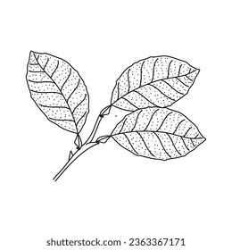 Vektor Sketch Lemon Blätter. Handgezeichnete botanische Illustrationen. Schwarz-Weiß mit Linien-Kunst einzeln auf weißem Hintergrund