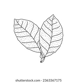 Vector Sketch Lemon leaves. Hand Drawn Botanical Illustrations. Black and white with line art isolated on white backgrounds