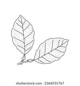 Vector Sketch Lemon leaves. Hand Drawn Botanical Illustrations. Black and white with line art isolated on white backgrounds