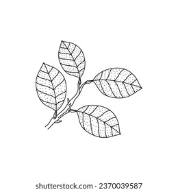 Vector Sketch Lemon leaves. Hand Drawn Botanical Illustrations. Black and white with line art isolated on white backgrounds