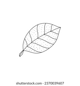 Vector Sketch Lemon leaves. Hand Drawn Botanical Illustrations. Black and white with line art isolated on white backgrounds