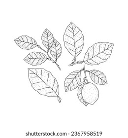 Vektor Sketch Lemon Blätter Set. Handgezeichnete botanische Illustrationen. Schwarz-Weiß mit Linien-Kunst einzeln auf weißem Hintergrund