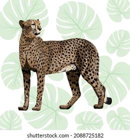 Vector sketch of leopard. Leo pattern.Animal print.Wildlife.
